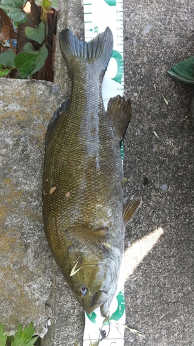 スモールマウスバスの釣果