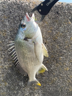 キビレの釣果