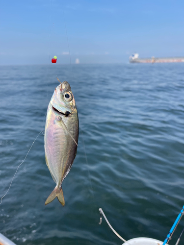 マアジの釣果