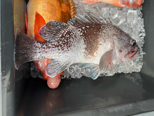 タヌキメバルの釣果