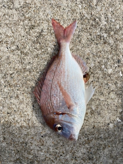 タイの釣果