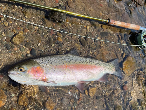 ニジマスの釣果