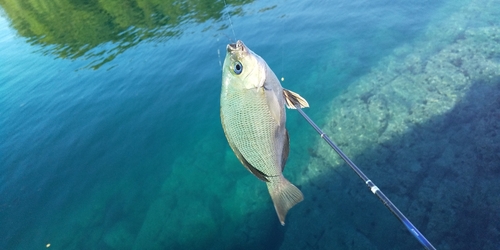 メジナの釣果