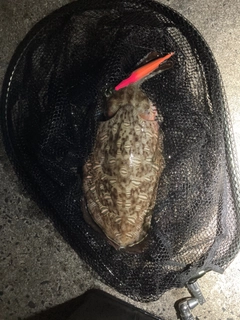 コウイカの釣果