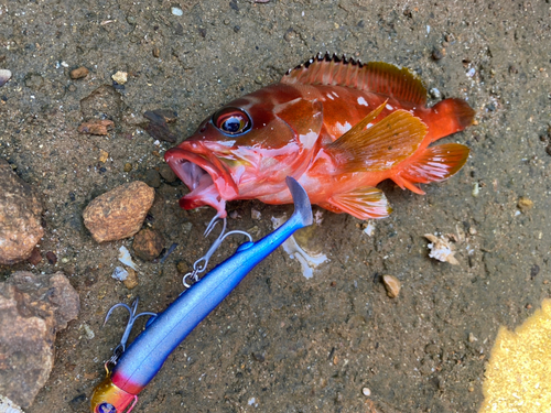 アカハタの釣果