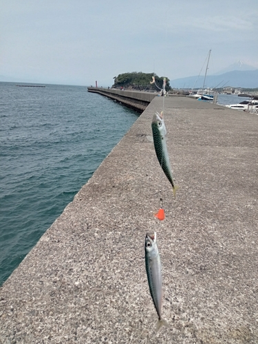 サバの釣果