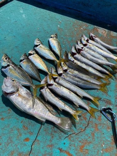 カマスの釣果