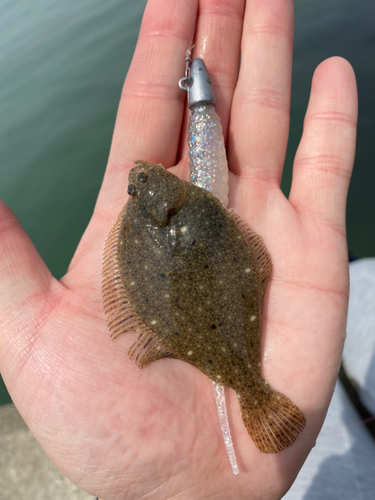 カレイの釣果