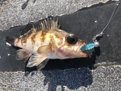 メバルの釣果