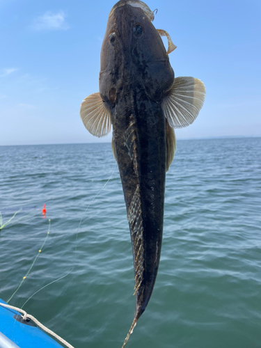 マゴチの釣果