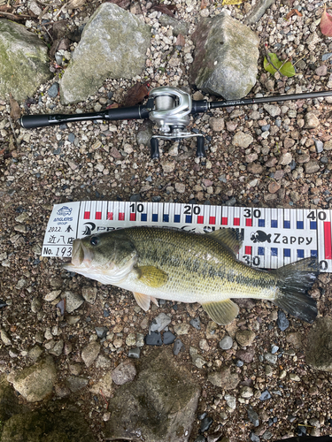 ブラックバスの釣果