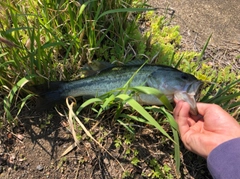 ラージマウスバスの釣果