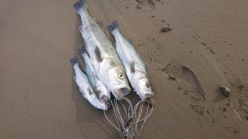 スズキの釣果