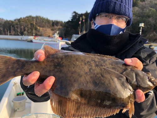 カレイの釣果