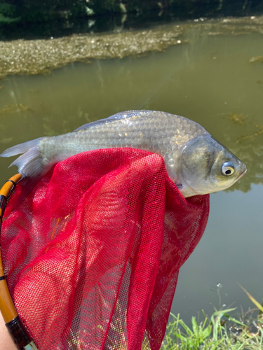 ヘラブナの釣果