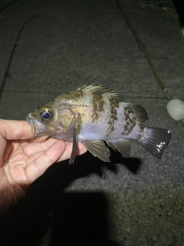 メバルの釣果