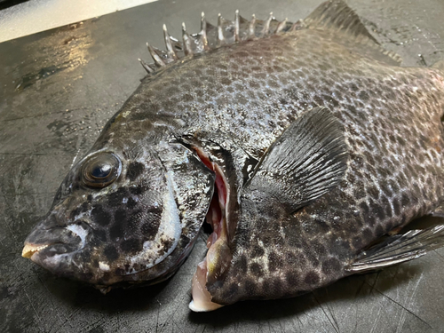 イシガキダイの釣果