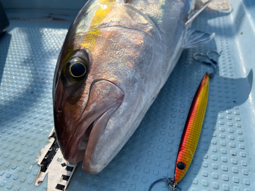 カンパチの釣果