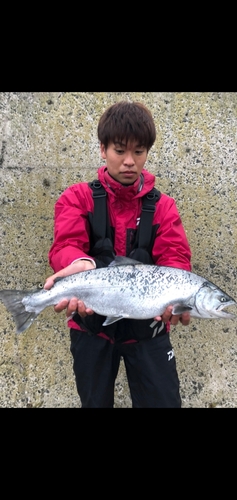 サクラマスの釣果