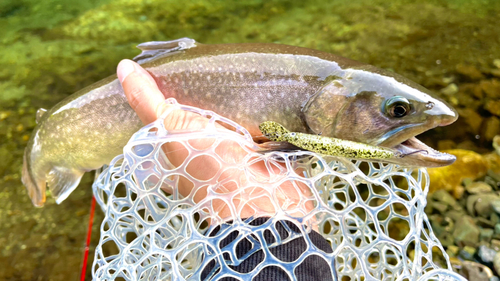 イワナの釣果