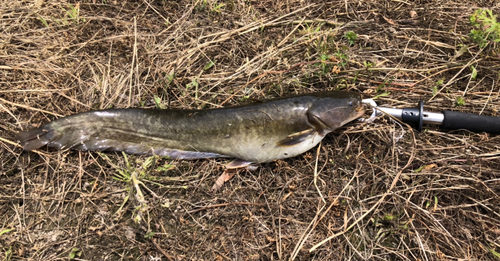 ナマズの釣果