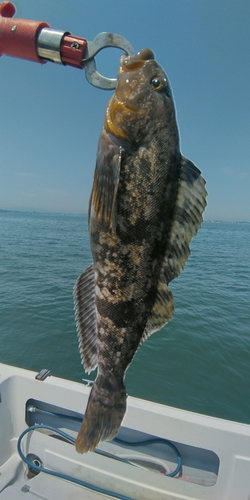 アイナメの釣果