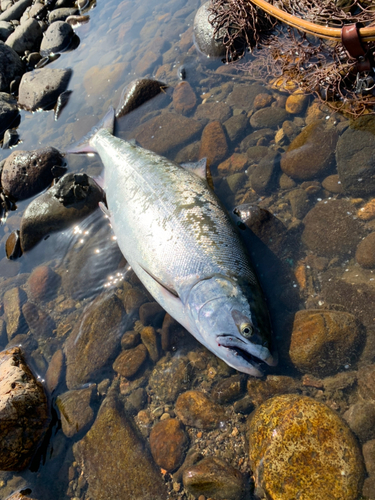 サクラマスの釣果