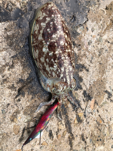 コウイカの釣果