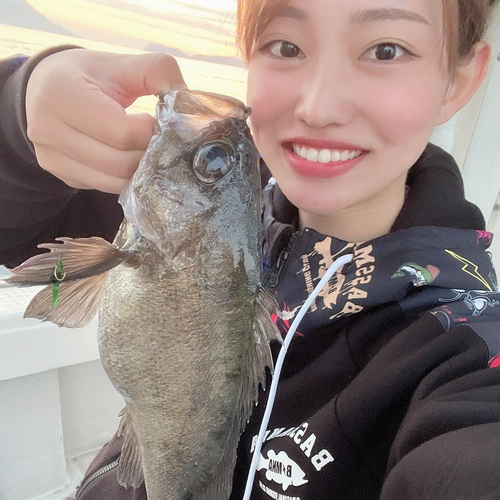 アオメバルの釣果