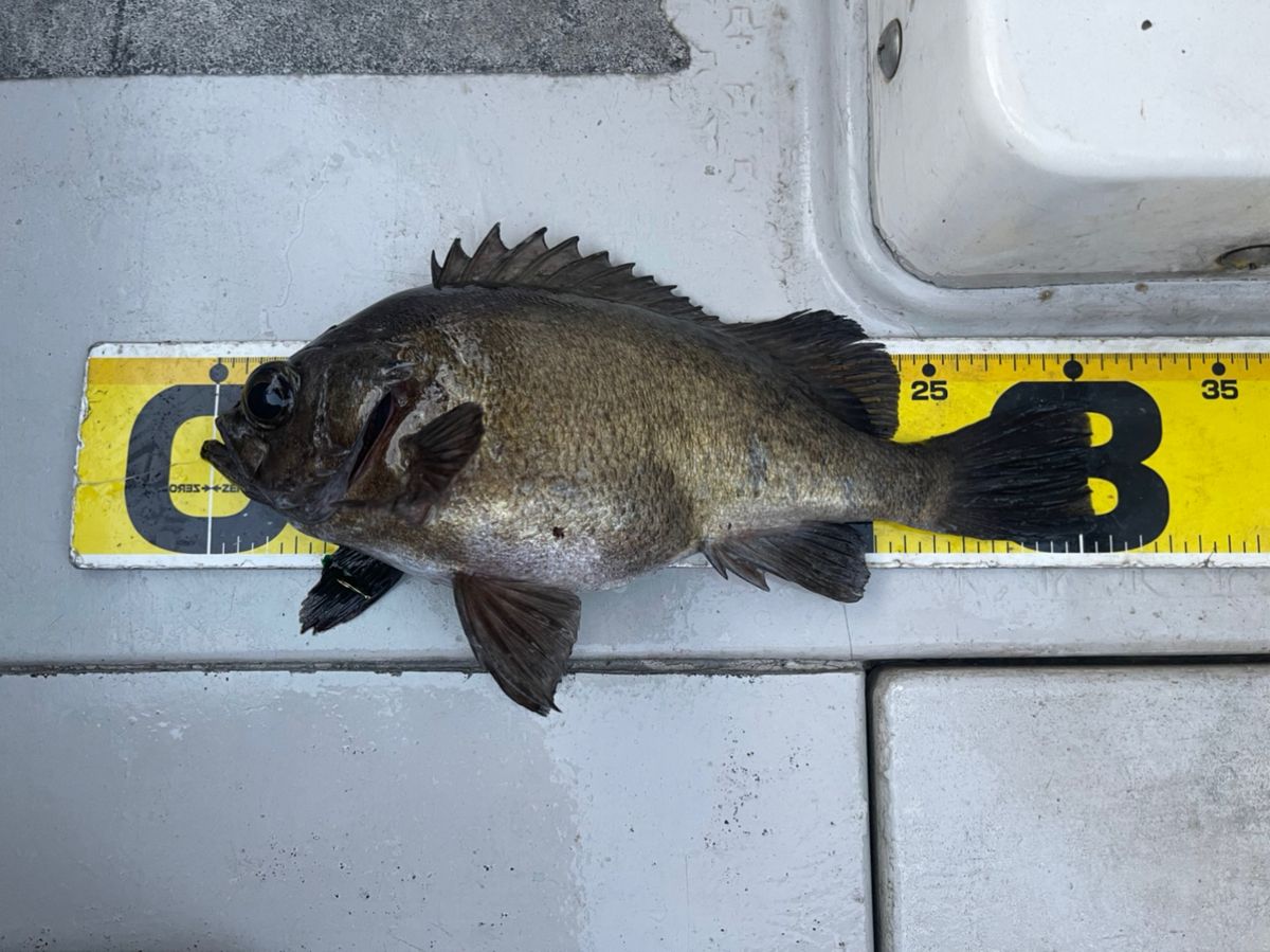ぎゃんぐさんの釣果 2枚目の画像
