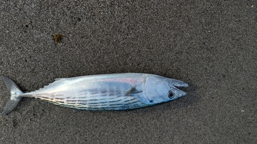 ハガツオの釣果