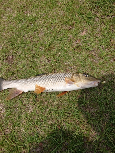 ニゴイの釣果