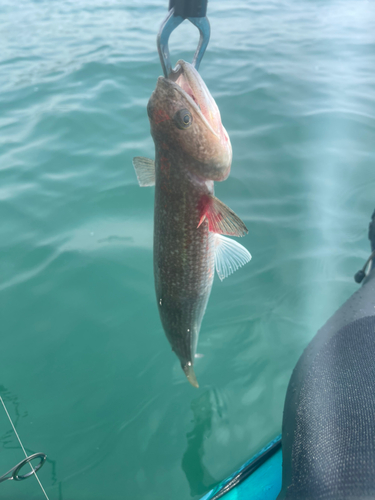 エソの釣果