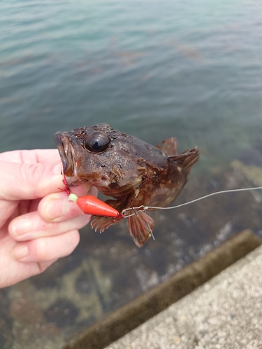 アラカブの釣果