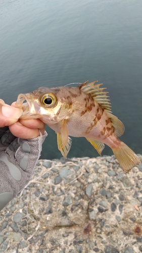 アカメバルの釣果