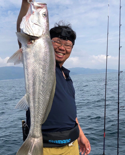 オオニベの釣果