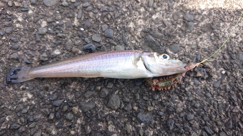 シロギスの釣果