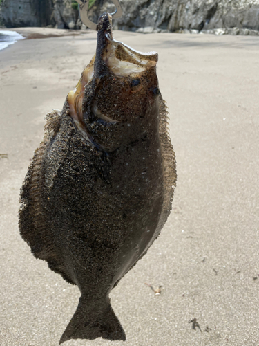 ソゲの釣果