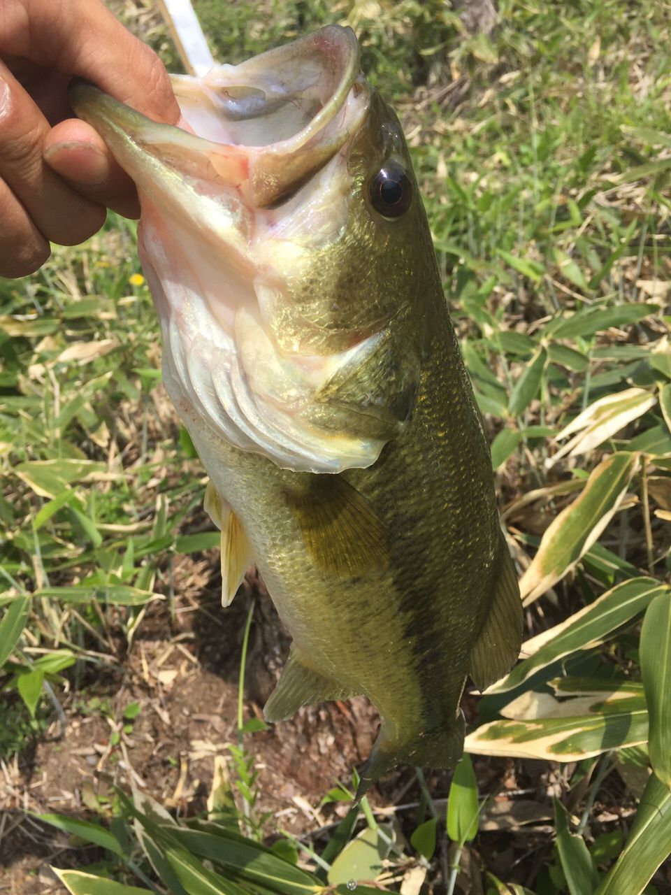 ラージマウスバス