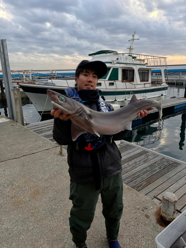 エドアブラザメの釣果