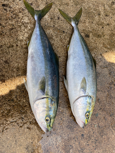 イナダの釣果