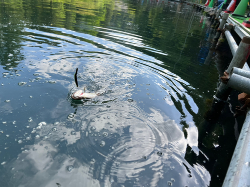 ニジマスの釣果