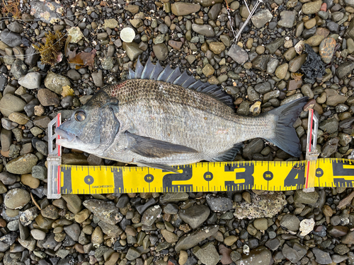 クロダイの釣果