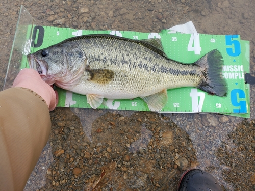 ブラックバスの釣果