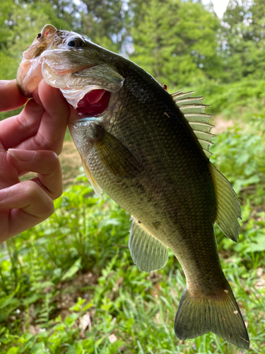 ブラックバスの釣果