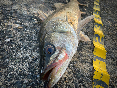 シーバスの釣果