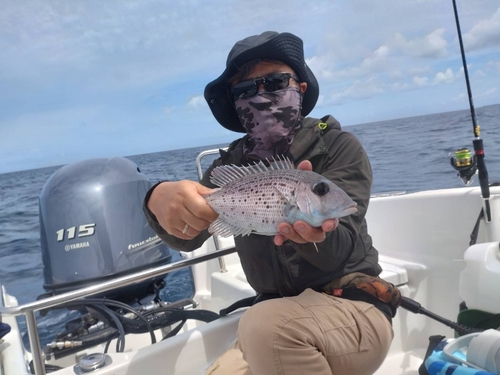 シロダイの釣果