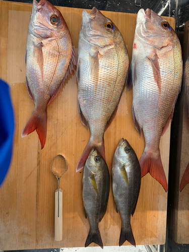 マダイの釣果