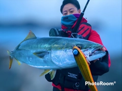 ブリの釣果