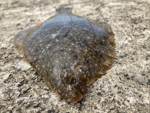 カレイの釣果